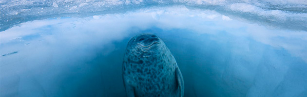 Les photographies de nature de Paul Nicklen