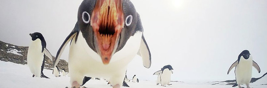 Le top 20 des photos de National Geographic 2015