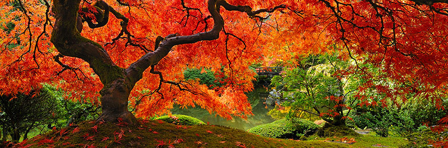 Ces 35 photos d'Automne vont vous donner envie de sortir de chez vous