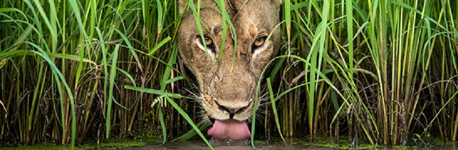 Photographies d'animaux : les vainqueurs du Wildlife Photographer 2018