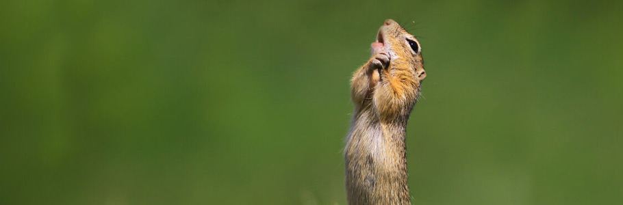 Quand les animaux nous font marrer : les gagnants du Comedy Wildlife Awards 2020