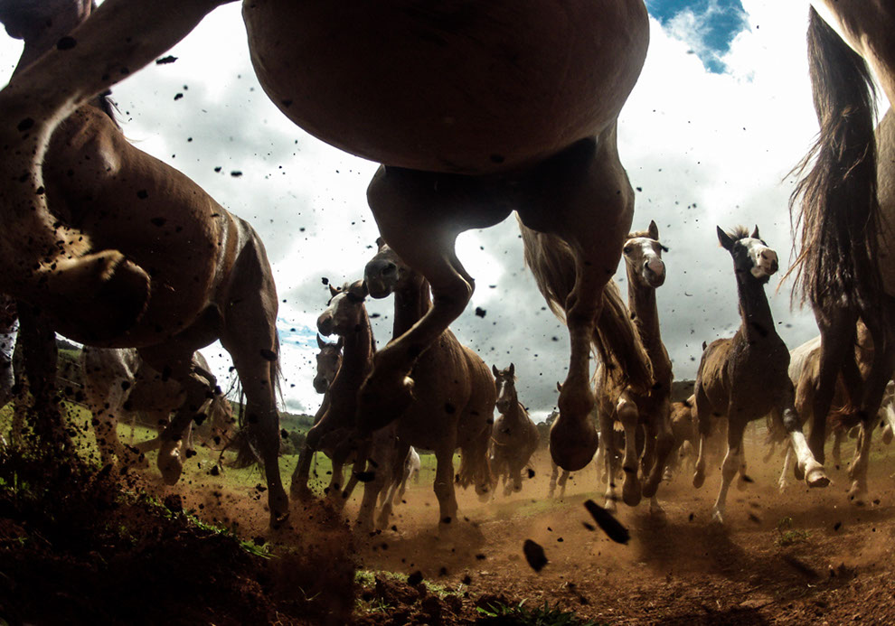 21 spectaculaires photos d'animaux sauvages du concours photo du National Geographic