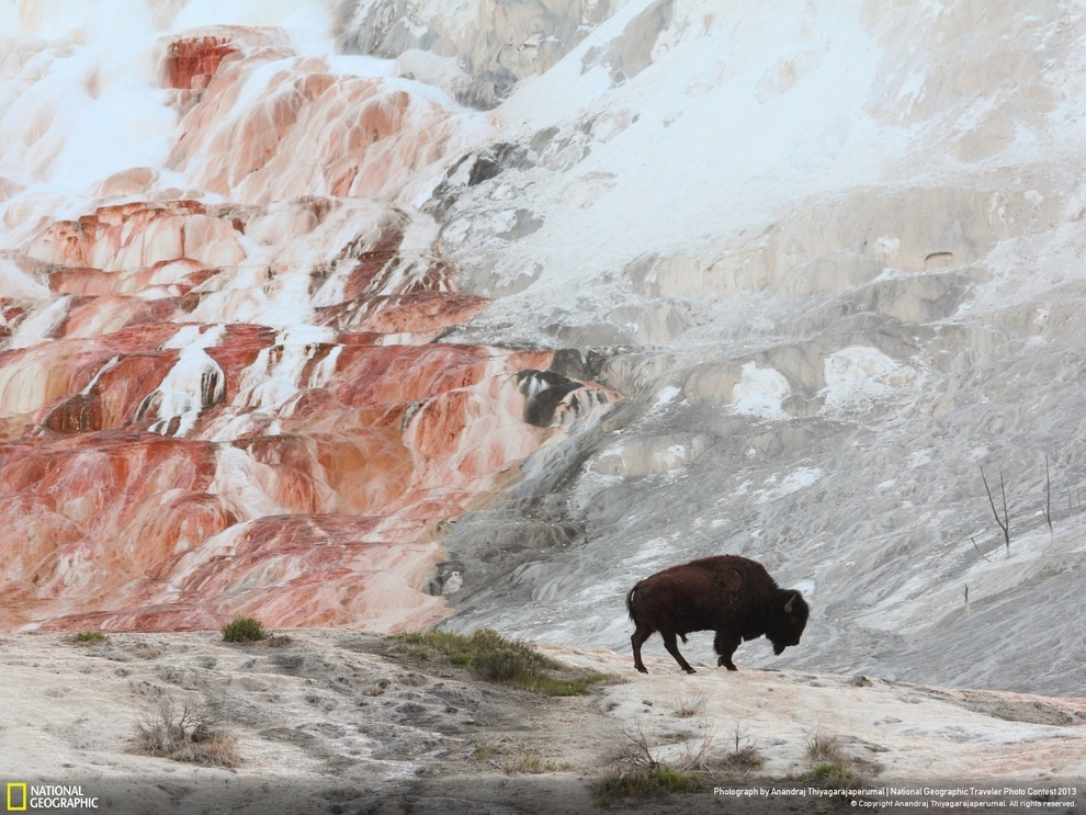 21 spectaculaires photos d'animaux sauvages du concours photo du National Geographic